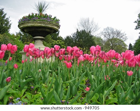 Tulip garden during spring time