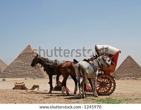 Horses and camels at the pyramids, Cairo, Egypt