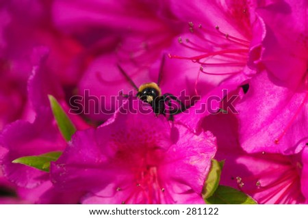 Bright pink azaleas with a carpenter bee.