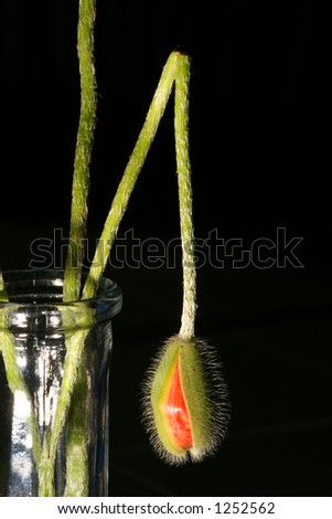 artsy view of a broken poppy pod in a bud vase