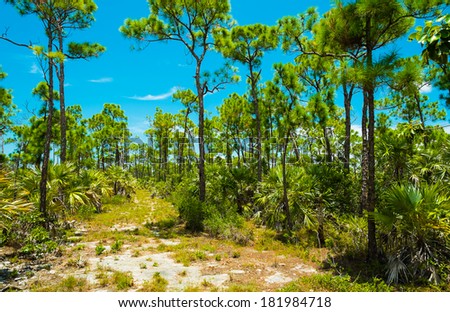 Big Pine Key deer refuge located in the Florida Keys.