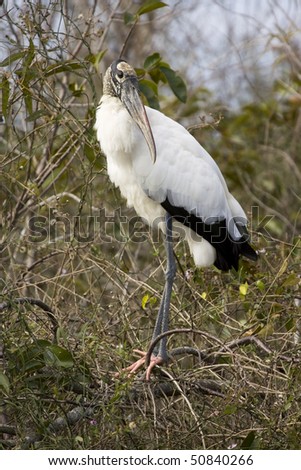 Wood Stork in the Florida Everglades