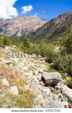 Portrait view of the Morteratsch Glacier Valley with giant rocks and wildflowers along the hiking trail in the Bernina Mountain Range of the Bundner Alps in Switzerland.