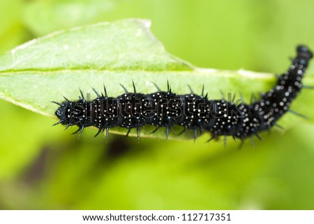 black caterpillar with thorns on the eaten leaf (small depth of sharpness)