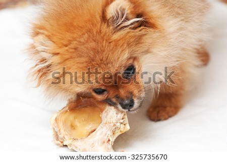 Pomeranian spitz-dog. The dog gnaws a bone.