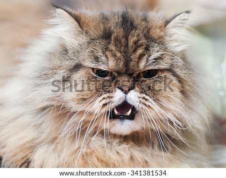 Angry cat. Photo very agressive cat.