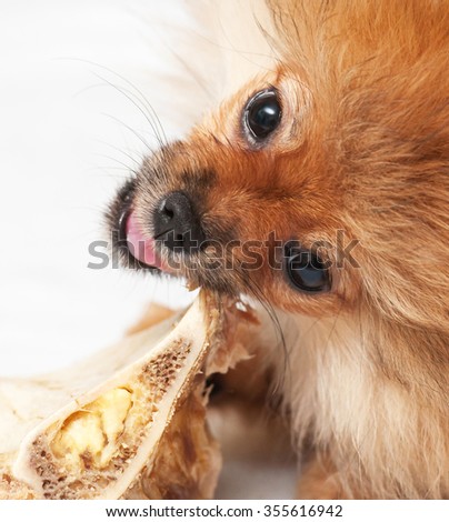 Pomeranian spitz-dog. The dog gnaws a bone.