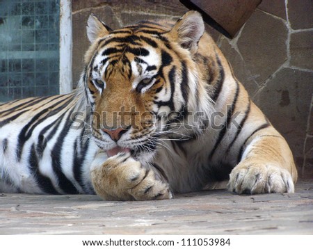 The adult Amur tiger licks the paw