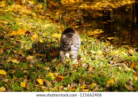 The grey cat goes on fallen down yellow leaves