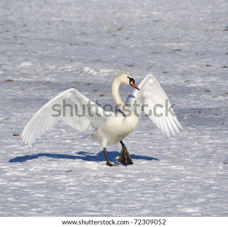The swan wishes to dance