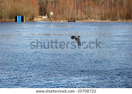 Crow flies on blue river background