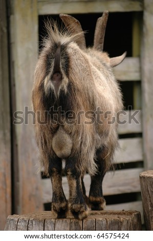 Sirija - Page 26 Stock-photo-hairy-goat-ass-from-backside-64575424