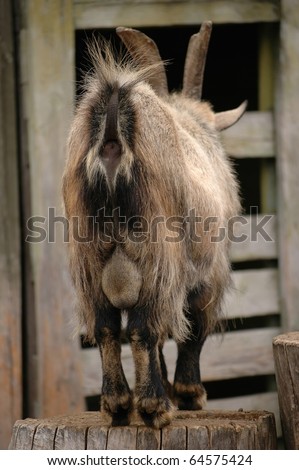 stock-photo-hairy-goat-ass-from-backside-64575424.jpg