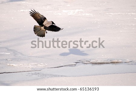 Crow flying on ice background at winter