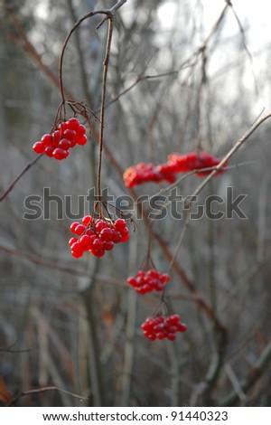 red berries at winter