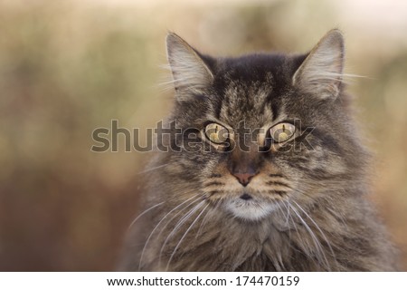Maine Coon Outdoor Cat