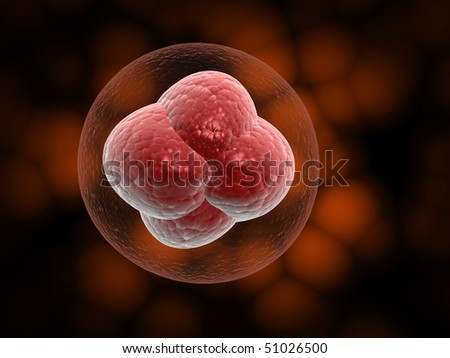 Does Animal Cell Have Vacuole. Female sodium and have most