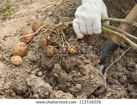 Potato harvesting on a farm at the end of summer