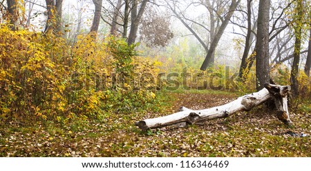 Landscape - a dry log in the autumn wood with yellow leaves