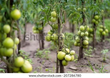 Cultivation tomato on a farmer kitchen garden during the summer period