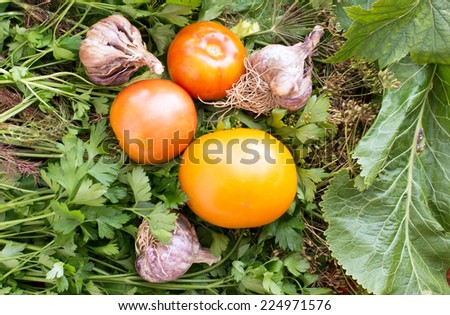 Fresh tomatoes and garlic in a garden on a background of different greens