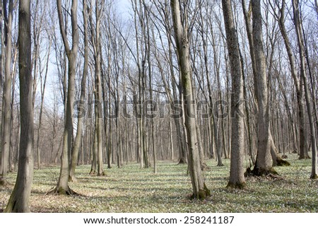 Spring landscape - ground covered with snowdrops on a background of trees in the forest