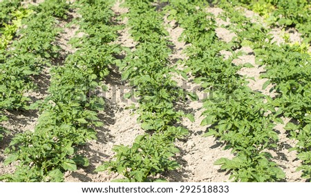 Field of the planted potato and care of its growth