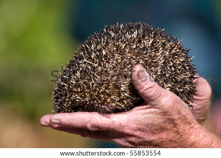 Close up on a hedgehog in a hand