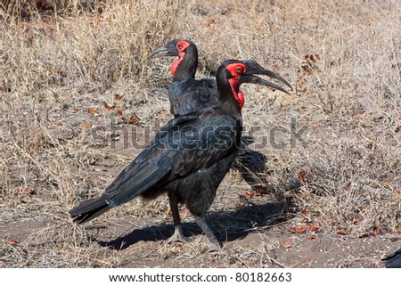 A couple of Southern Ground Hornbills - male and female