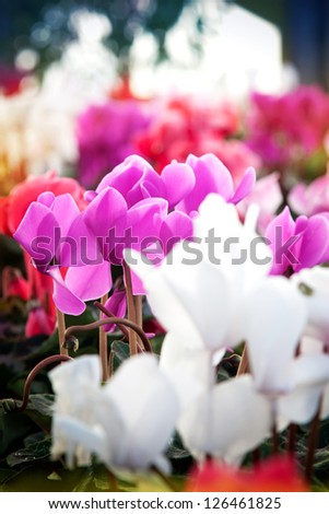 Winter flowers: close-up on cyclamen flowers in a greenhouse. Selective focus on pink flowers in middle ground, plenty of copy space.