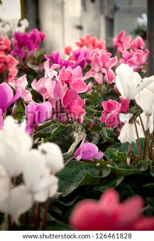 Winter flowers: cyclamen flowers in a greenhouse. Selective focus on pink flowers in middle ground.