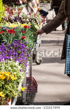 Beautiful spring flowers for sale at street market. Focus on purple campanulae in the middle ground. Punters choosing.