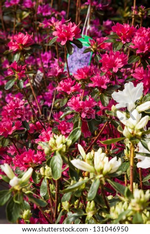 Beautiful spring flowers for sale at street market. Focus on dark pink rhododendron in middle ground.