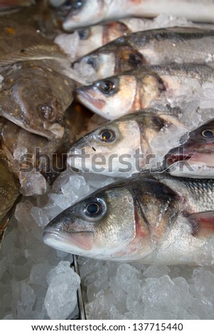 Sea bream for sale at fresh fish market. Selective focus.