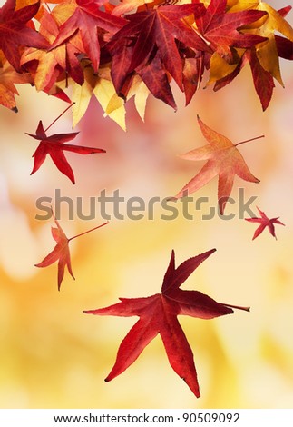 Colorful autumn leaves falling to the ground.
