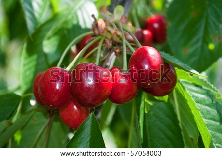 sweet cherry on a tree in the garden