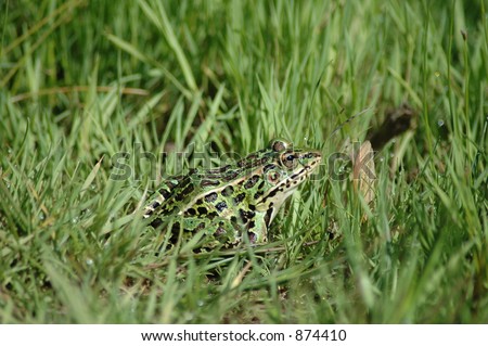 Striped frog in grass