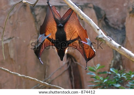 Fruit bat showing wings