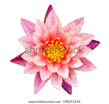 Orange and pink water lily isolated