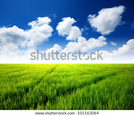 Rice field green grass blue sky cloud cloudy landscape background lawn