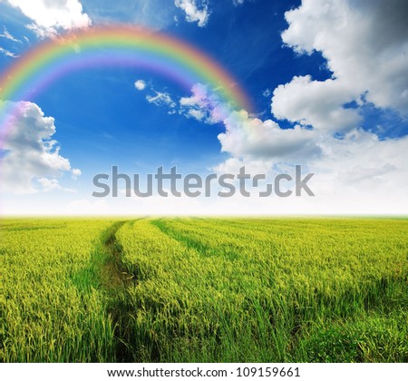 Grass way yellow field and blue sky rainbow background in Thailand