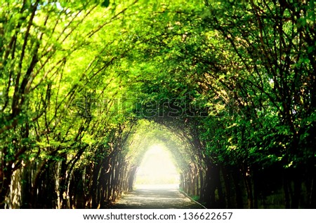 Tree tunnel nature green trail light sun destination success forest