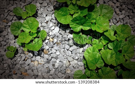 Leaves on the stone background nature abstract for design