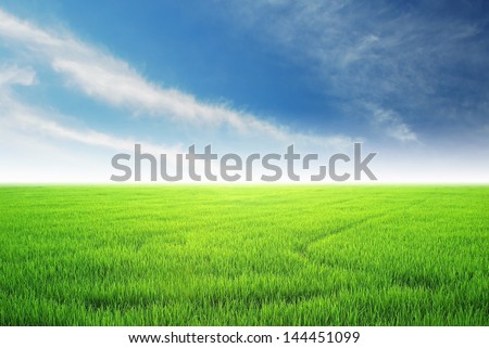 green grass blue sky cloud cloudy landscape background