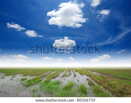 Rice field green grass Harvest blue sky cloudy in Thailand