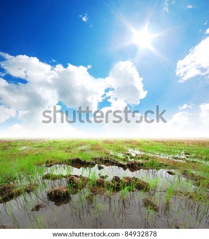 Marsh Soil