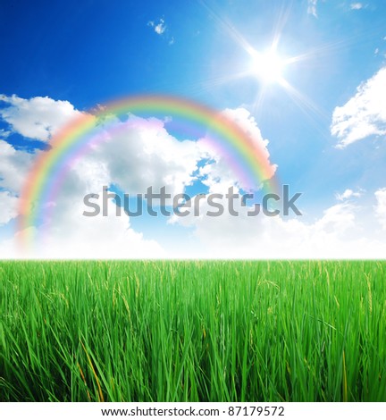 Rice field green grass blue sky cloud cloudy landscape background rainbow