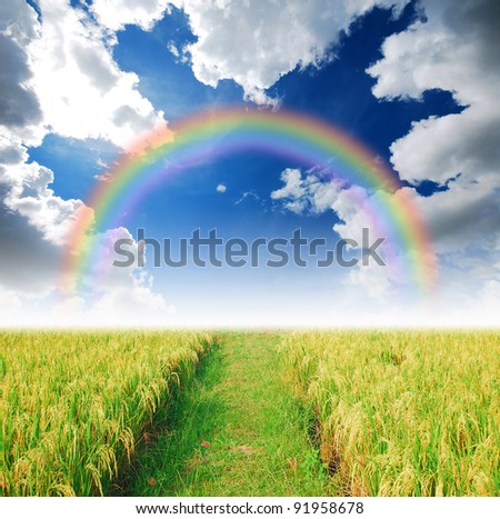 Rice field way on the green field background cloud cloudy rainbow