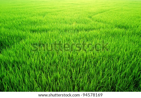 Green Grass rice field