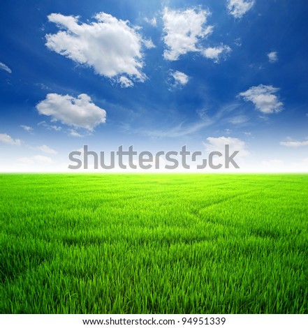 Rice field green grass blue sky cloud cloudy landscape background